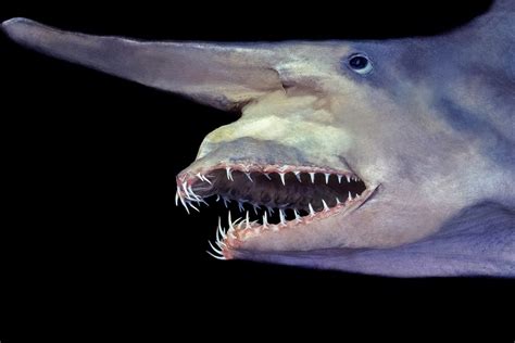 Goblins' Fish .